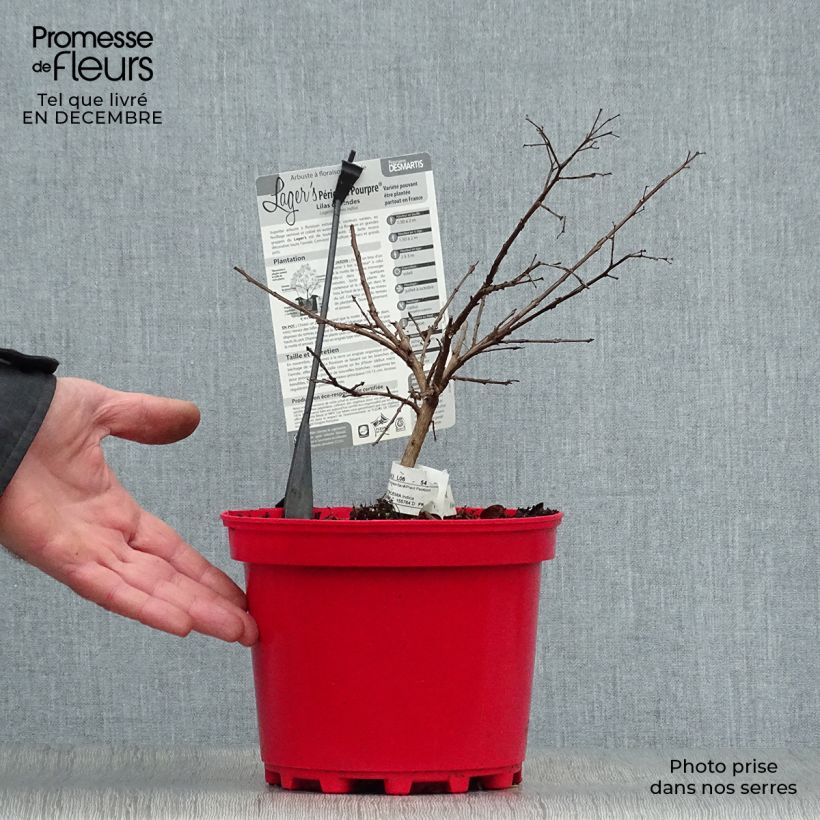 Spécimen de Lagerstroemia indica Périgord Pourpre - Lilas des Indes Pot de 3L/4L tel que livré en hiver