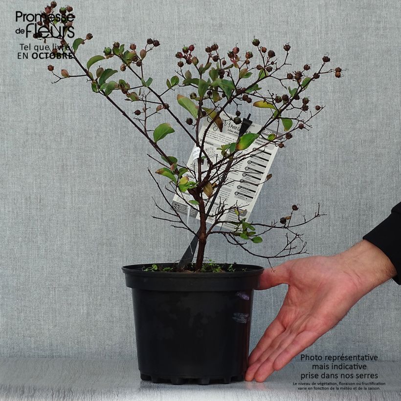 Spécimen de Lagerstroemia indica Petite Canaille mauve - Lilas des Indes mauve Pot de 3L/4L tel que livré en automne