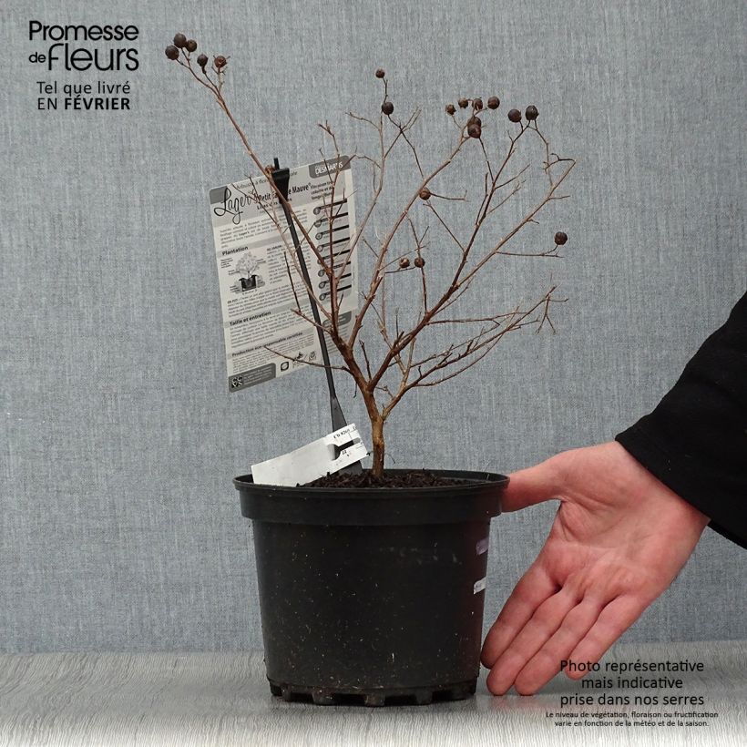 Spécimen de Lagerstroemia indica Petite Canaille mauve - Lilas des Indes mauve Pot de 3L/4L tel que livré en hiver