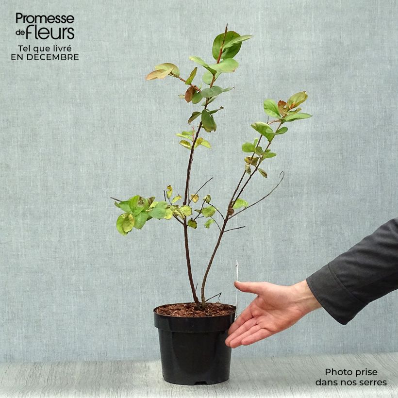 Spécimen de Lagerstroemia indica Pink Velours - Lilas des Indes Pot de 3L/4L tel que livré en hiver