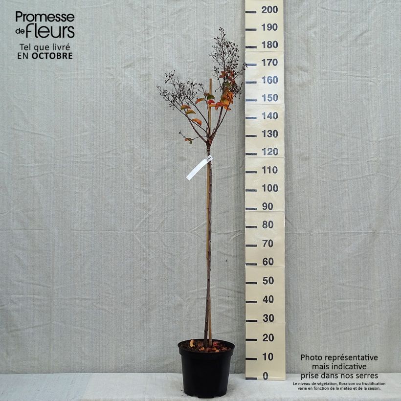 Spécimen de Lagerstroemia indica Rhapsody in PINK - Lilas des Indes Pot de 7,5L/10L, Tige tel que livré en automne