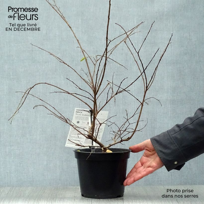 Spécimen de Lagerstroemia indica Rose Indien - Lilas des Indes Pot de 3L/4L tel que livré en hiver