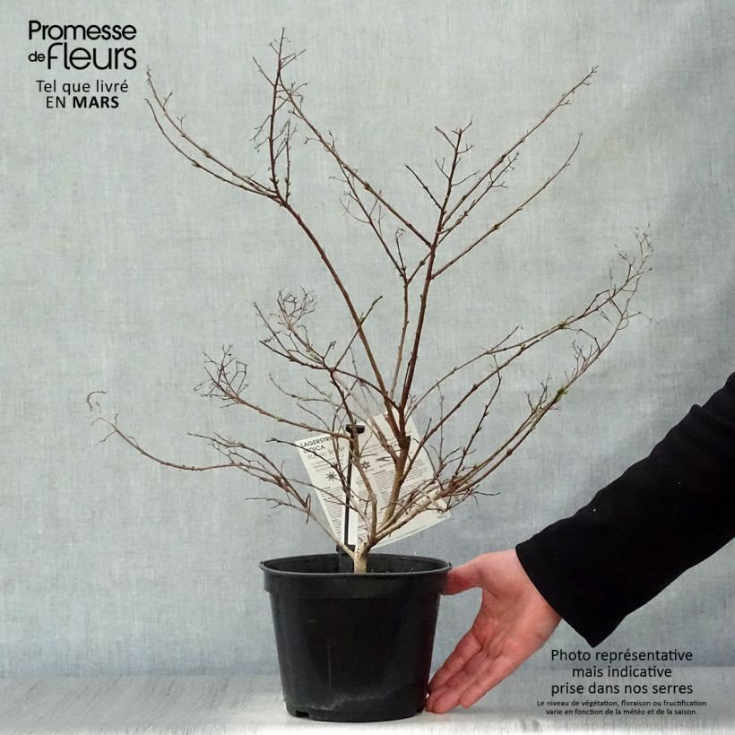 Lagerstroemia indica Indian Rose - Crape Myrtle 3L/4L pot sample as delivered in spring