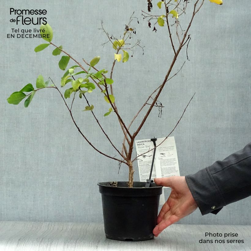 Spécimen de Lagerstroemia indica Rose Thé - Lilas des Indes Pot de 3L/4L tel que livré en hiver