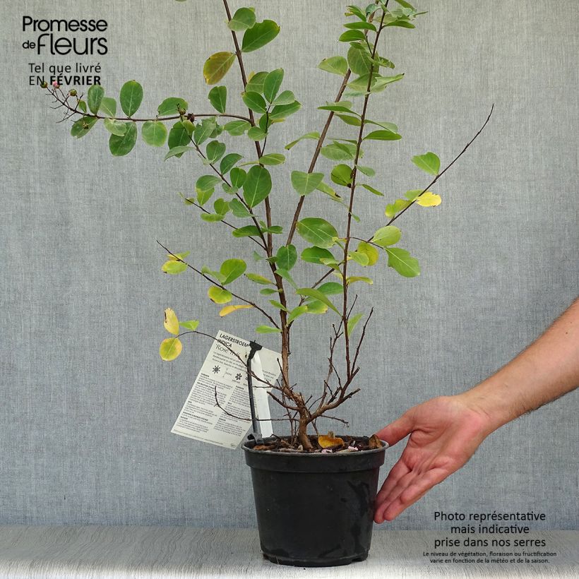 Spécimen de Lagerstroemia indica Rose Thé - Lilas des Indes Pot de 3L/4L tel que livré en automne