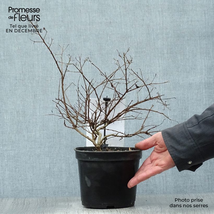 Spécimen de Lagerstroemia indica Rouge Nain - Lilas des Indes Pot de 2L/3L tel que livré en hiver