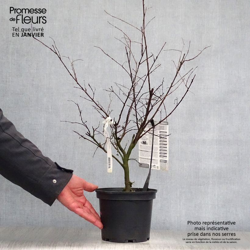 Spécimen de Lagerstroemia indica Saint Emilion - Lilas des Indes	 Pot de 3L/4L tel que livré en hiver