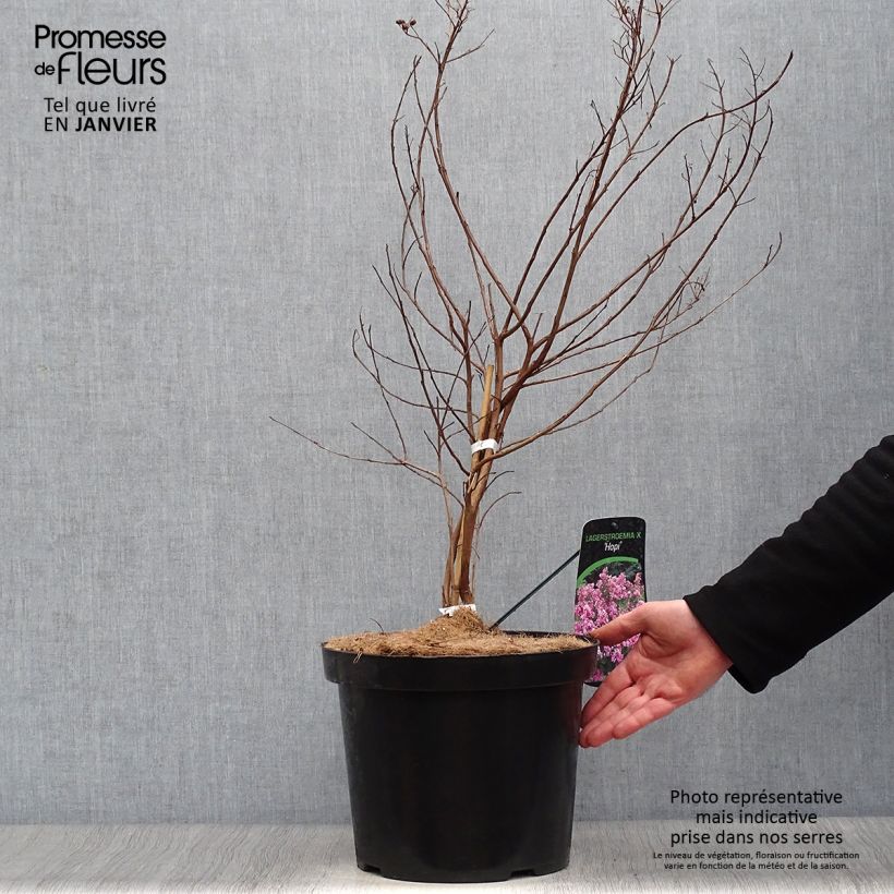 Spécimen de Lagerstroemia indica Summer Charm Hopi - Lilas des Indes Pot de 7,5L/10L tel que livré en hiver