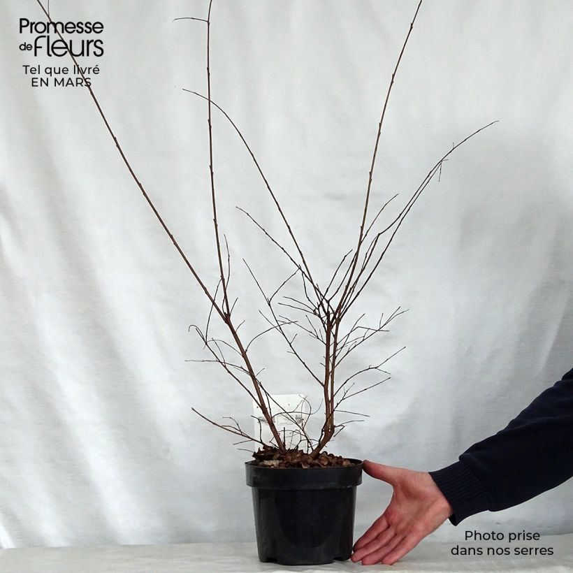 Spécimen de Lagerstroemia indica Summer Charm Tonto - Lilas des Indes  Pot de 3L/4L tel que livré au printemps