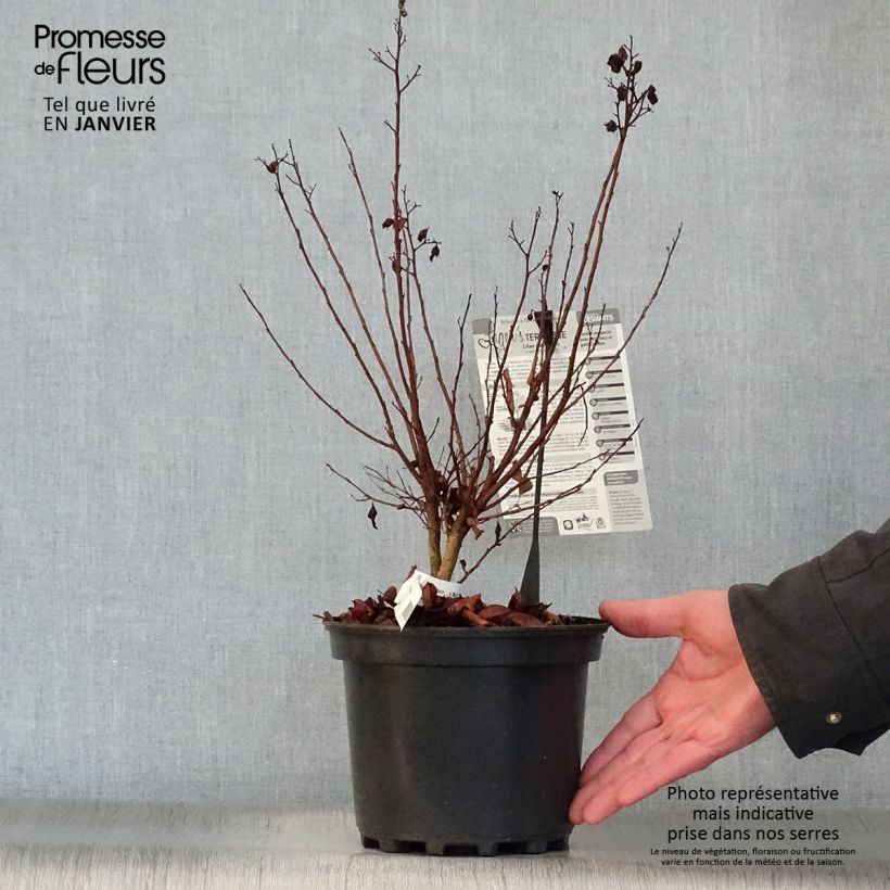 Spécimen de Lagerstroemia indica Terrasse Rose - Lilas des Indes Pot de 3L/4L tel que livré en hiver