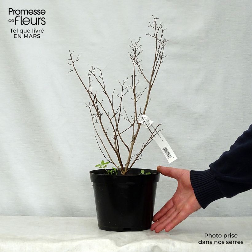 Spécimen de Lagerstroemia indica Terrasse Rose - Lilas des Indes Pot de 3L/4L tel que livré au printemps