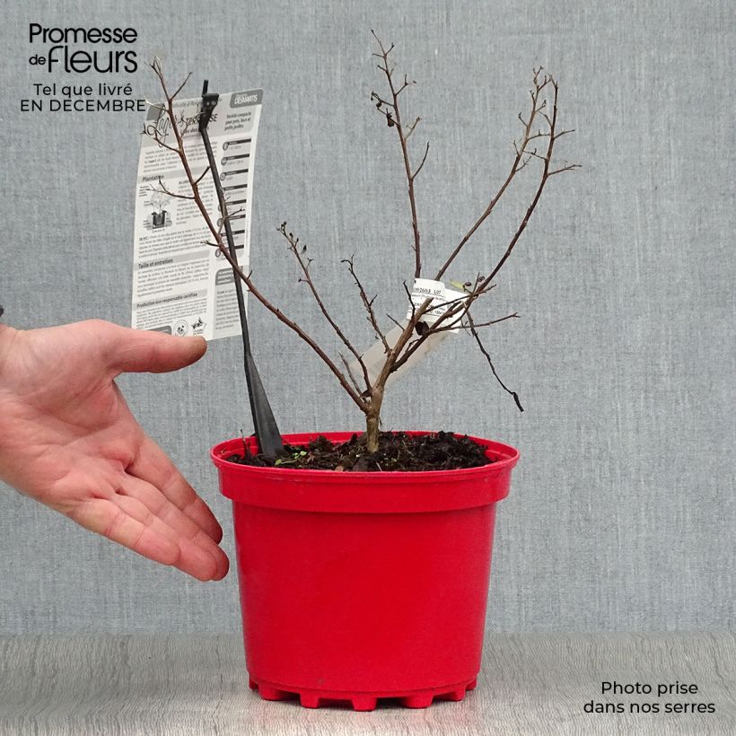 Spécimen de Lagerstroemia indica Terrasse Rouge - Lilas des Indes Pot de 3L/4L tel que livré en hiver