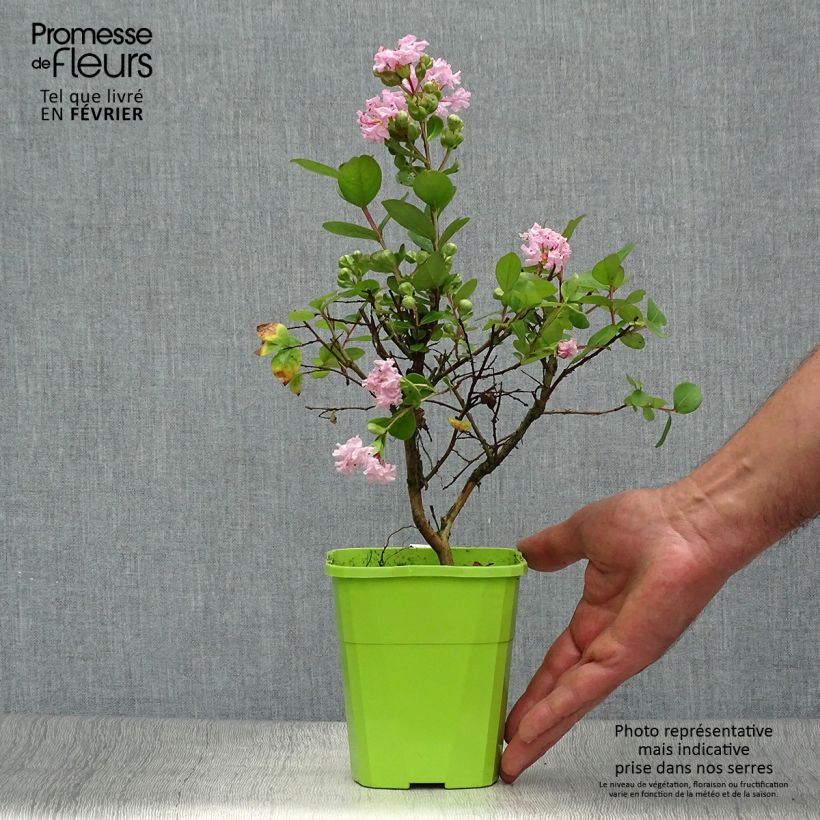 Spécimen de Lilas des Indes 'With Love Babe' Pot de 3L/4L tel que livré en automne