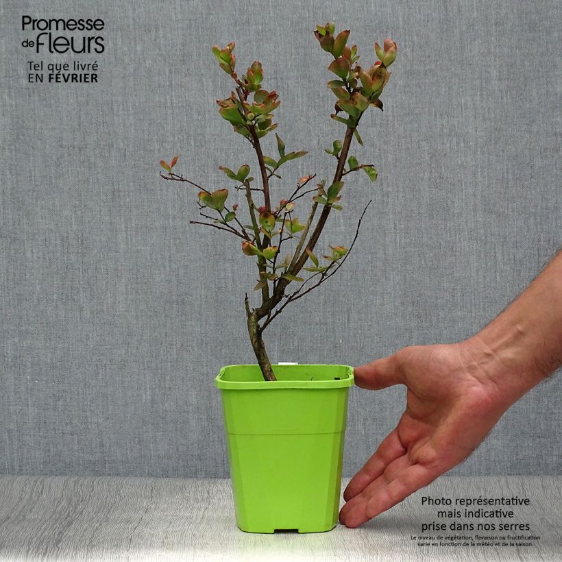Spécimen de Lagerstroemia indica With Love Eternal - Lilas des Indes Pot de 3L/4L tel que livré en automne