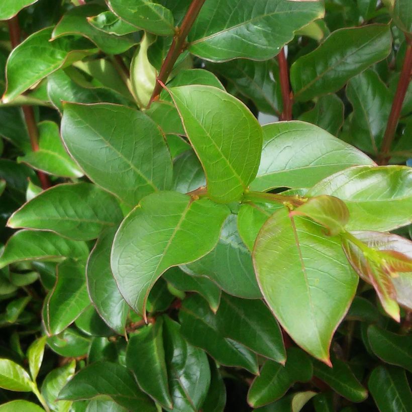 Lagerstroemia indica Yang Tse - Lilas des Indes (Feuillage)