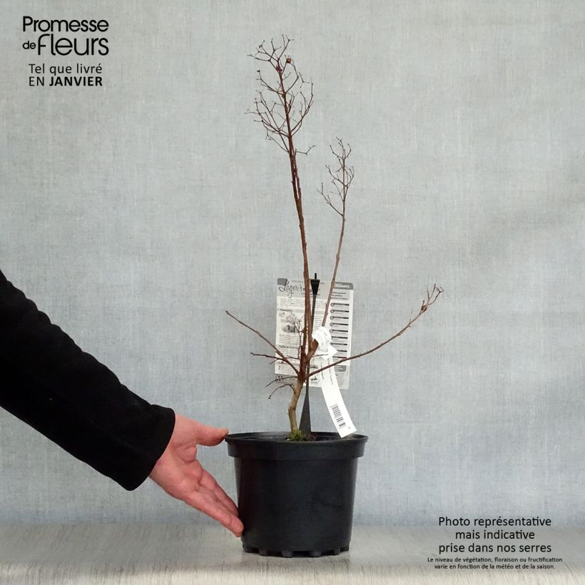 Spécimen de Lagerstroemia indica Yang Tse - Lilas des Indes	 Pot de 3L/4L tel que livré en hiver