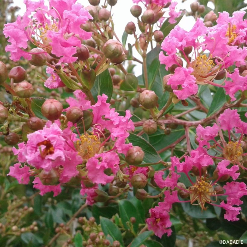 Lagerstroemia indica Mimie Rose - Lilas des Indes (Floraison)