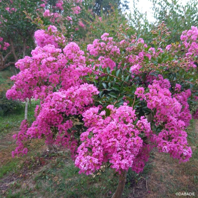 Lagerstroemia indica Mimie Rose - Lilas des Indes (Port)