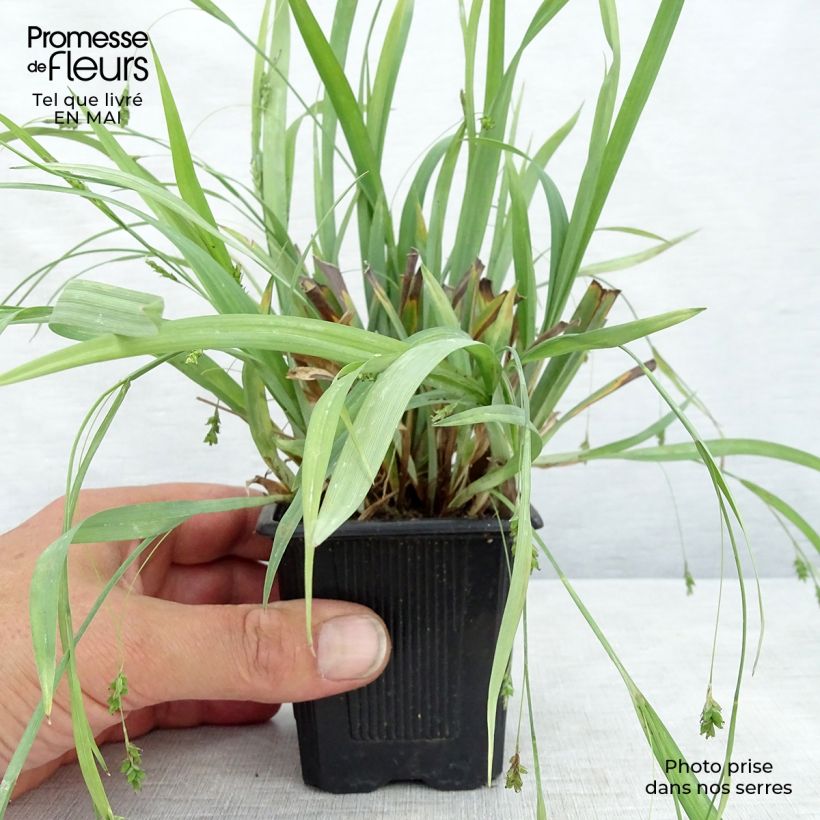 Spécimen de Laîche Bunny Blue Godet de 8/9 cm tel que livré au printemps