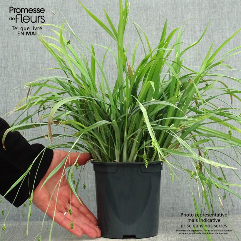 Spécimen de Laîche Bunny Blue Pot de 2L/3L tel que livré au printemps