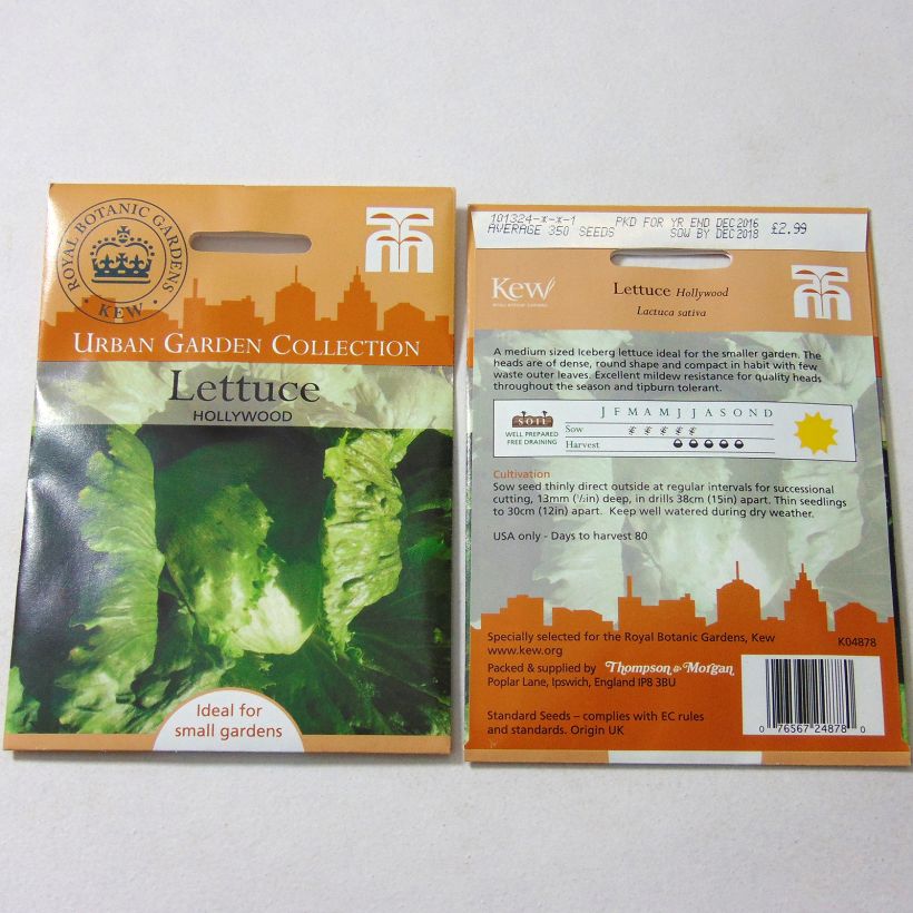 Exemple de spécimen de Laitue Batavia Hollywood le sachet de 350 graines tel que livré