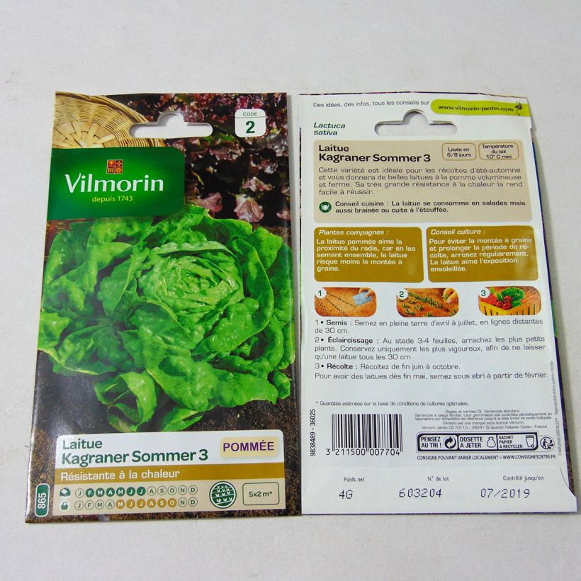 Exemple de spécimen de Laitue Pommée Kagraner Sommer 3  le sachet de 3200 graines (4g) tel que livré