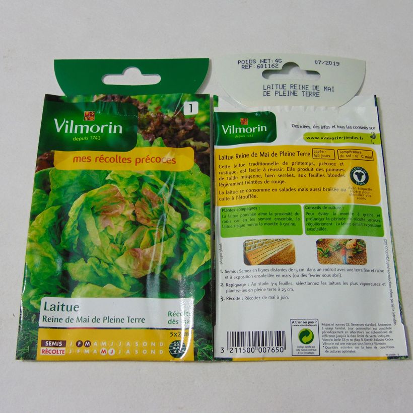 Exemple de spécimen de Laitue Pommée Reine de Mai de pleine terre - Vilmorin le sachet de 3200 graines (4g) tel que livré