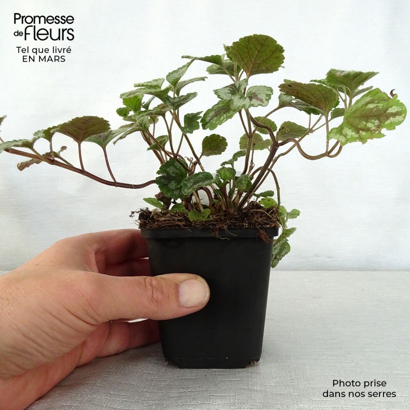 Spécimen de Lamiastrum galeobdolon Florentinum - Lamier doré Godet de 8/9 cm tel que livré au printemps