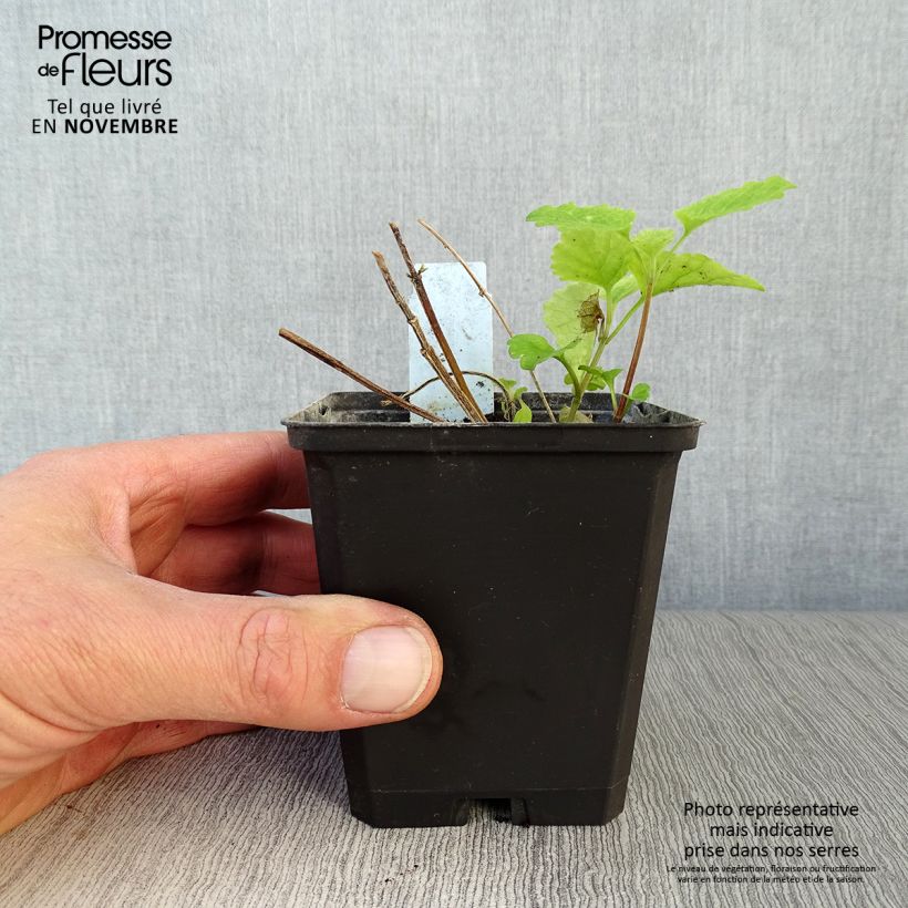 Spécimen de Lamiastrum galeobdolon Florentinum - Lamier doré Godet de 8/9 cm tel que livré en automne