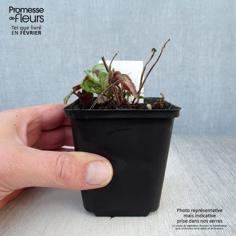 Spécimen de Lamiastrum galeobdolon Florentinum - Lamier doré Godet de 8/9 cm tel que livré en hiver