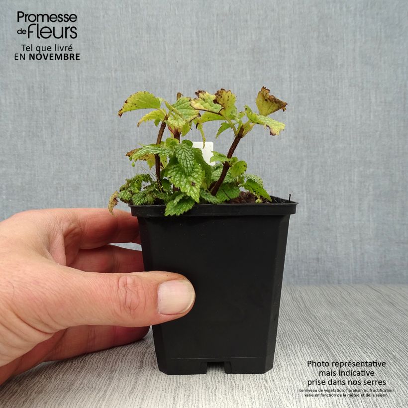 Spécimen de Lamiastrum ou Lamium galeobdolon Hermann's Pride - Lamier doré Godet de 8/9 cm tel que livré en automne