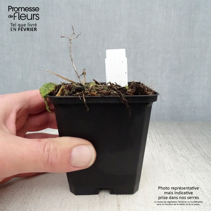 Spécimen de Lamiastrum ou Lamium galeobdolon Hermann's Pride - Lamier doré Godet de 8/9 cm tel que livré en hiver