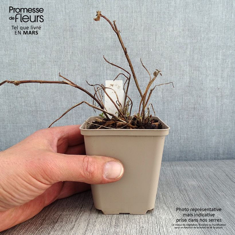 Spécimen de Lamium ou Lamiastrum galeobdolon Kirkcudbright Dwarf - Lamier  Godet de 8/9 cm tel que livré en hiver