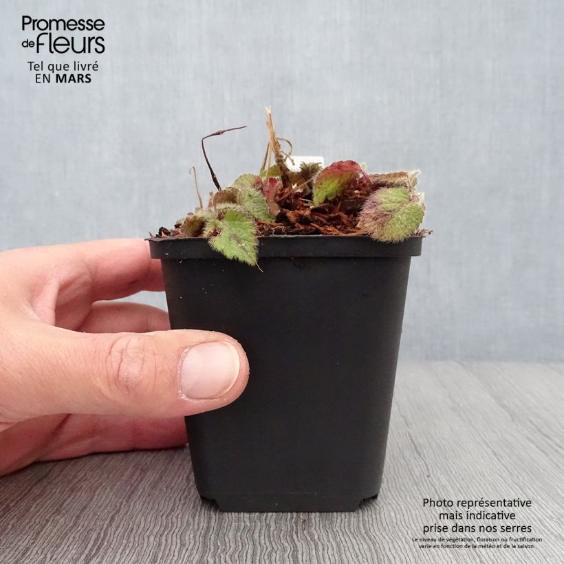 Spécimen de Lamium ou Lamiastrum galeobdolon Kirkcudbright Dwarf - Lamier  Godet de 8/9 cm tel que livré au printemps