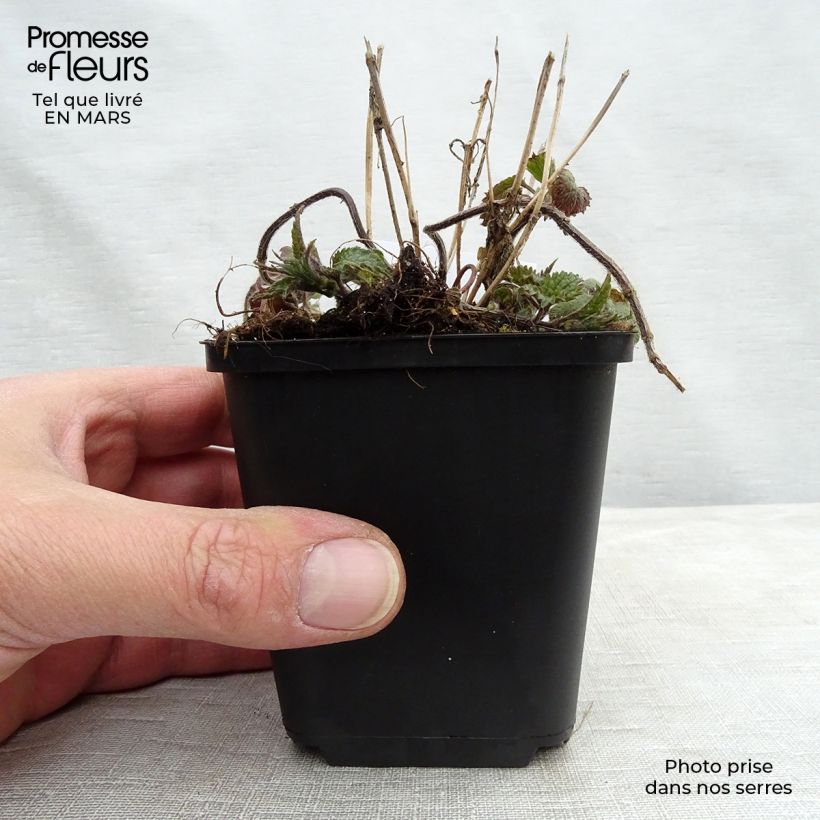 Spécimen de Lamiastrum ou Lamium galeobdolon - Ortie jaune Godet de 8/9 cm tel que livré au printemps