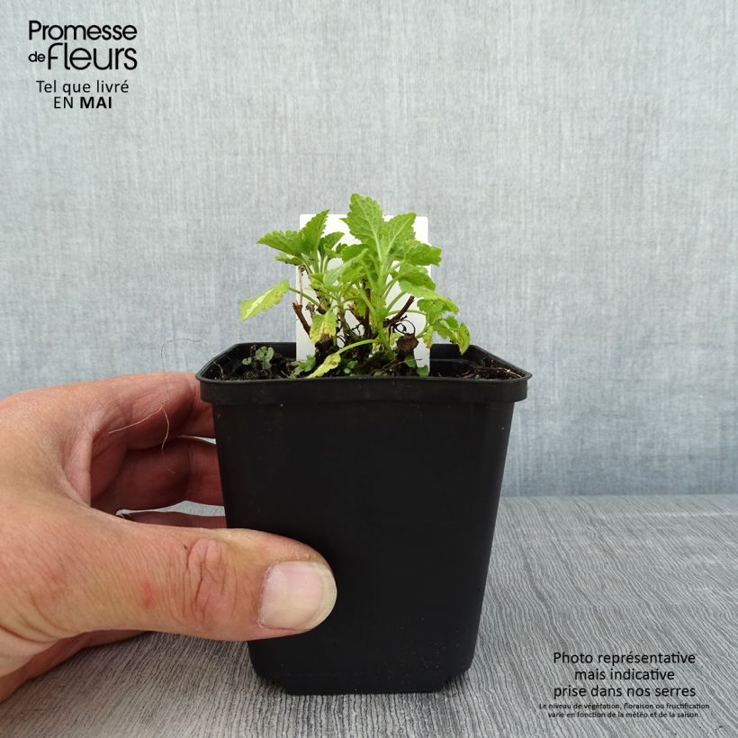 Spécimen de Lamium maculatum Album - Lamier maculé Godet de 8/9 cm tel que livré au printemps