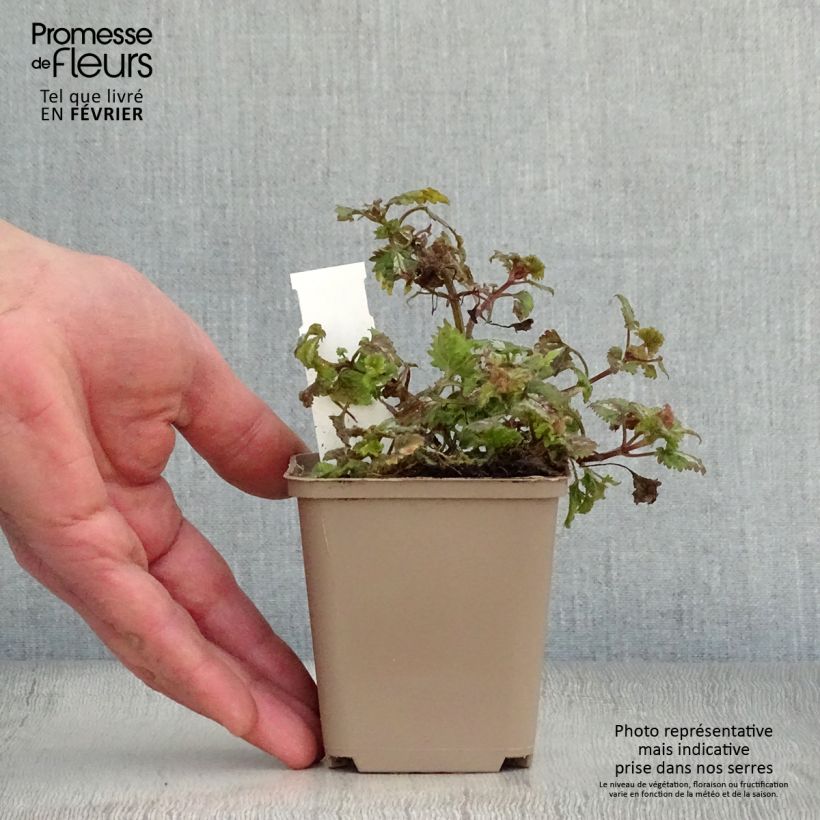 Spécimen de Lamium maculatum Anne Greenaway - Lamier panaché Godet de 8/9 cm tel que livré en hiver