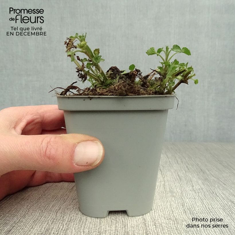 Spécimen de Lamium maculatum Beacon Silver - Lamier argenté rose magenta Godet de 8/9 cm tel que livré en hiver