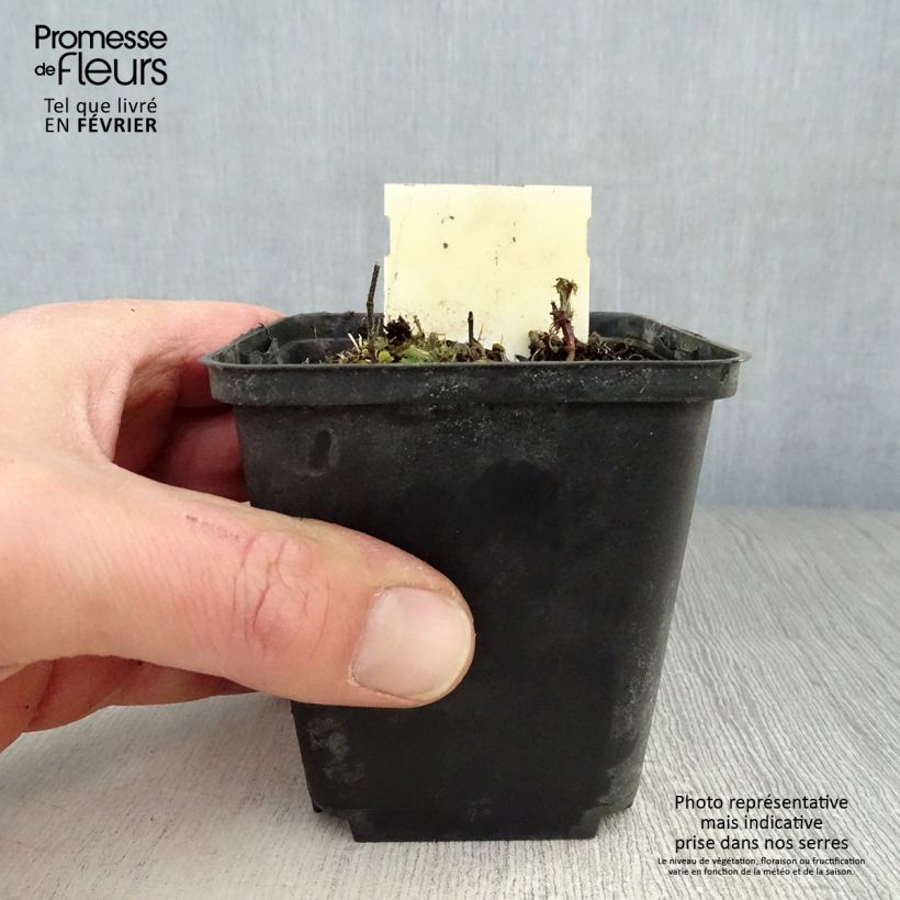 Spécimen de Lamium maculatum Chequers Godet de 8/9 cm tel que livré en hiver