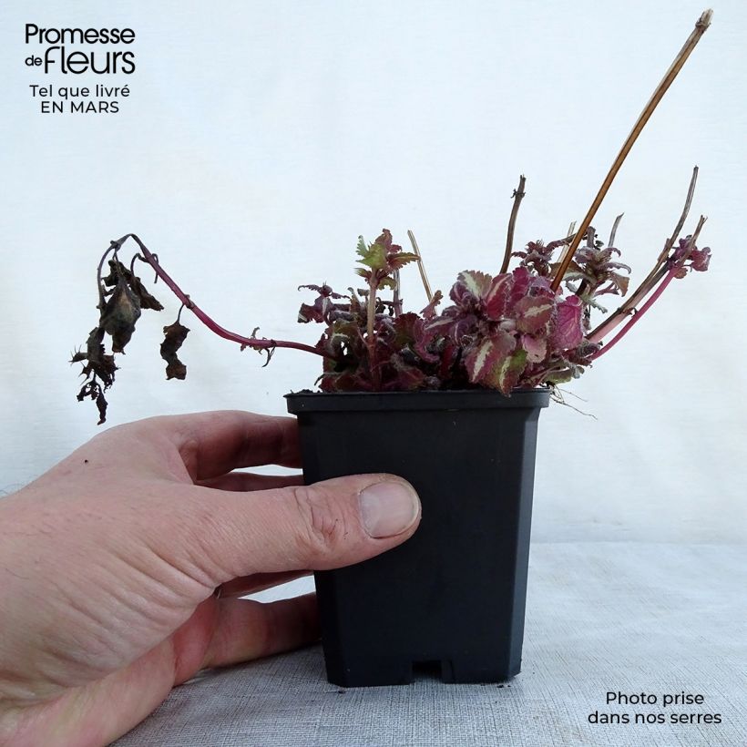 Spécimen de Lamium maculatum Chequers Godet de 8/9 cm tel que livré au printemps