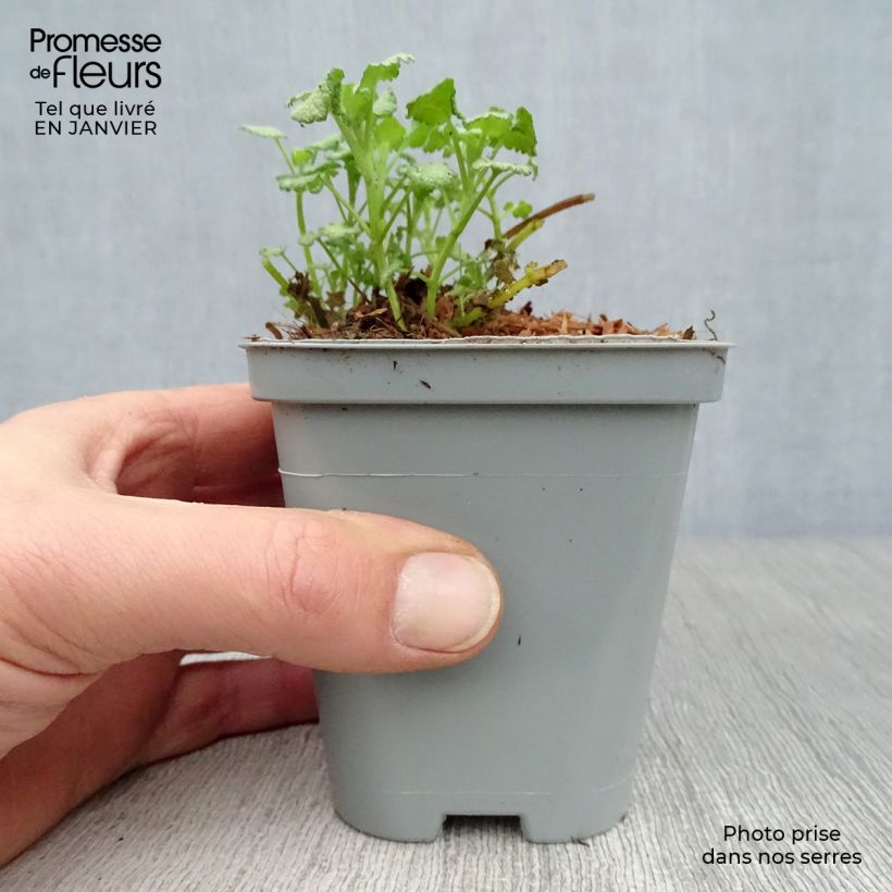 Spécimen de Lamium maculatum Pink Pewter - Lamier rose Godet de 8/9 cm tel que livré en hiver