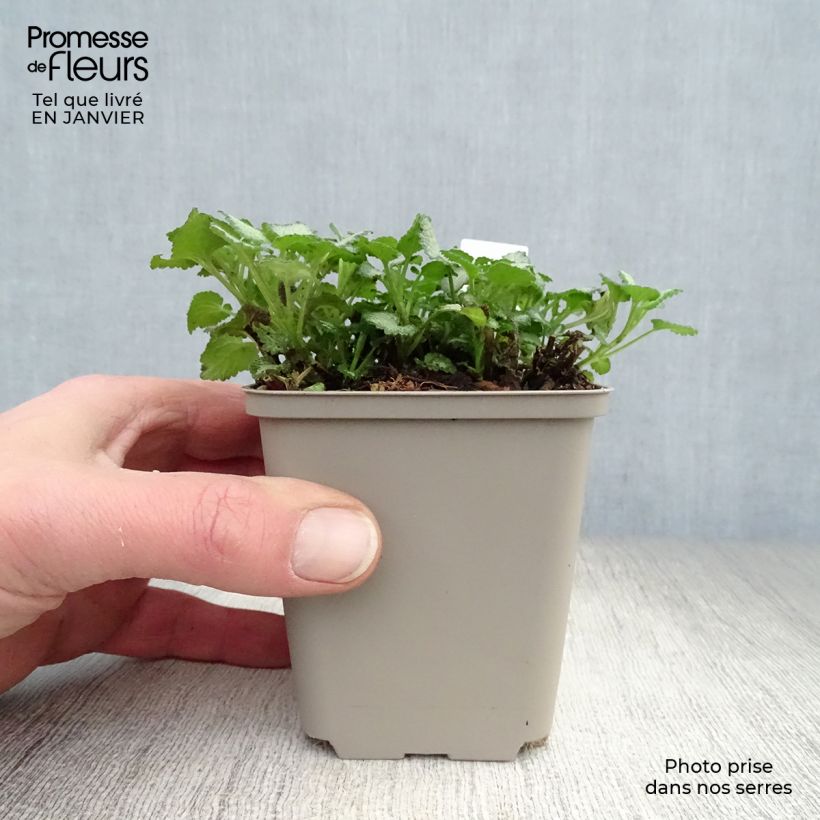 Spécimen de Lamium maculatum Purple Dragon - Lamier argenté et violet Godet de 8/9 cm tel que livré en hiver