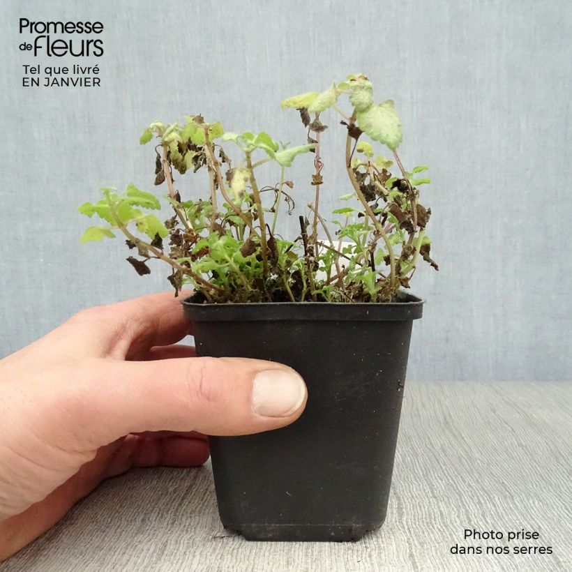 Spécimen de Lamium maculatum Red Nancy - Lamier pourpre Godet de 8/9 cm tel que livré en hiver