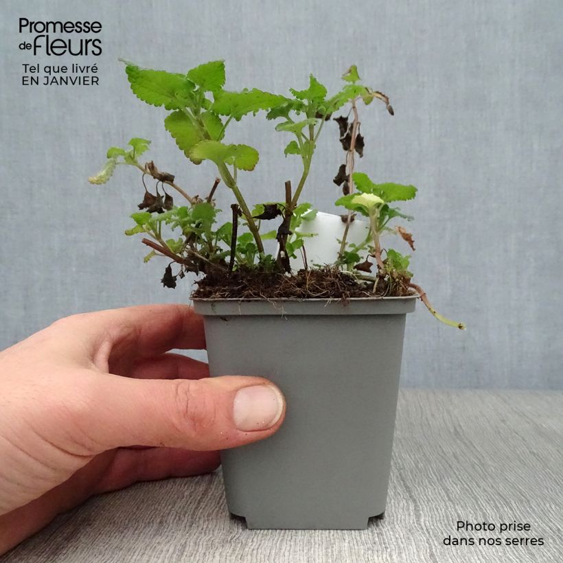 Spécimen de Lamium maculatum Roseum -  Lamier maculé rose Godet de 8/9 cm tel que livré en hiver