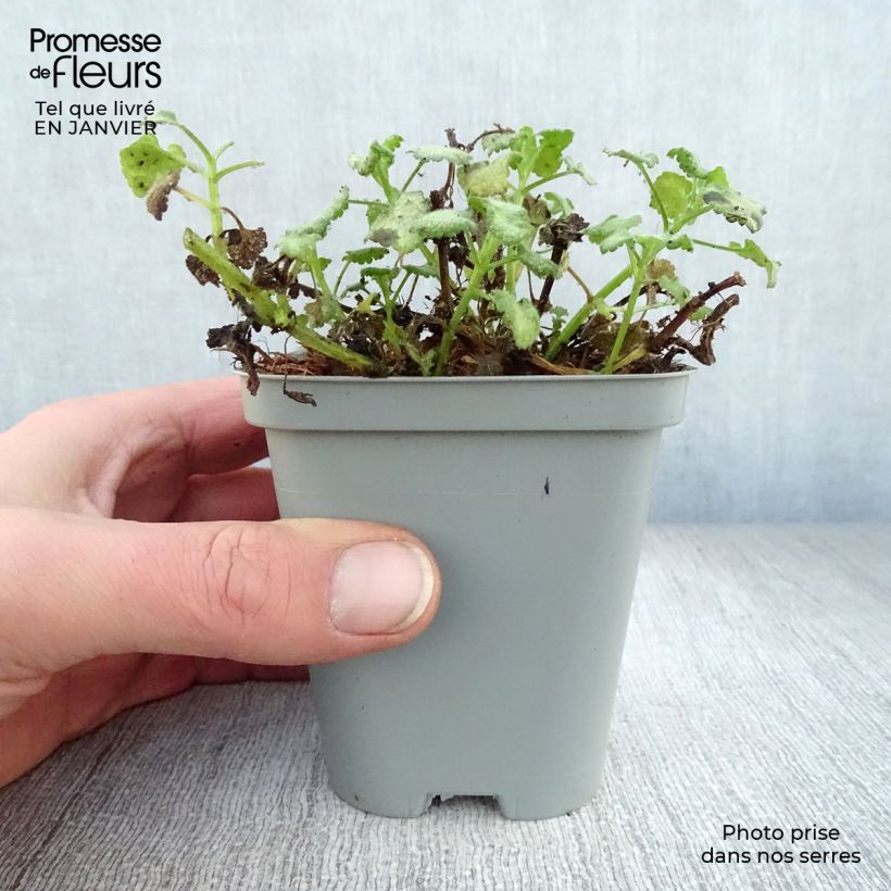 Spécimen de Lamium maculatum White Nancy - Lamier blanc Godet de 8/9 cm tel que livré en hiver