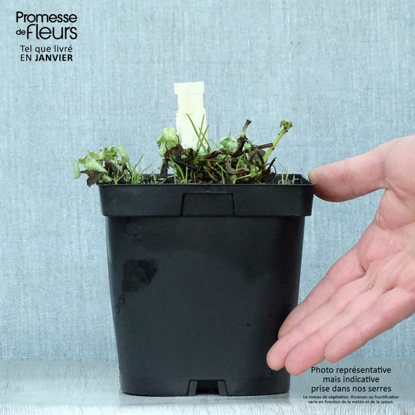 Spécimen de Lamium maculatum White Nancy - Lamier blanc Pot de 2L/3L tel que livré en hiver