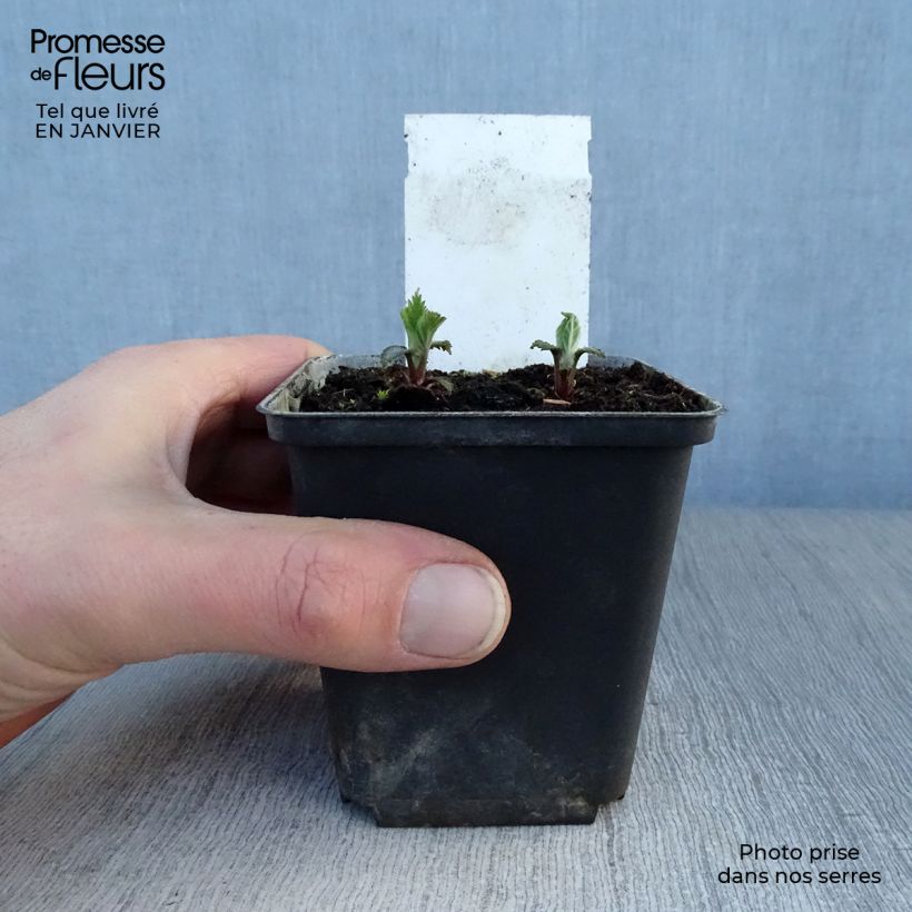 Spécimen de Lamium orvala - Lamier orvale Godet de 8/9 cm tel que livré en hiver