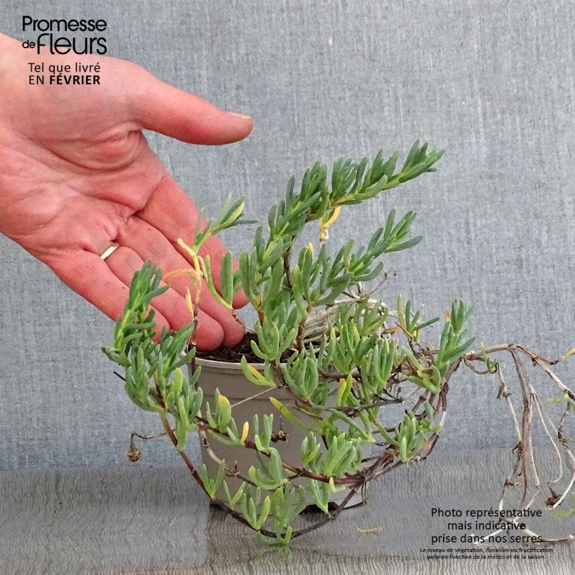 Spécimen de Lampranthus aurantiacus Fleurs roses - Ficoïde orange à fleurs roses Godet de 8/9 cm tel que livré en hiver