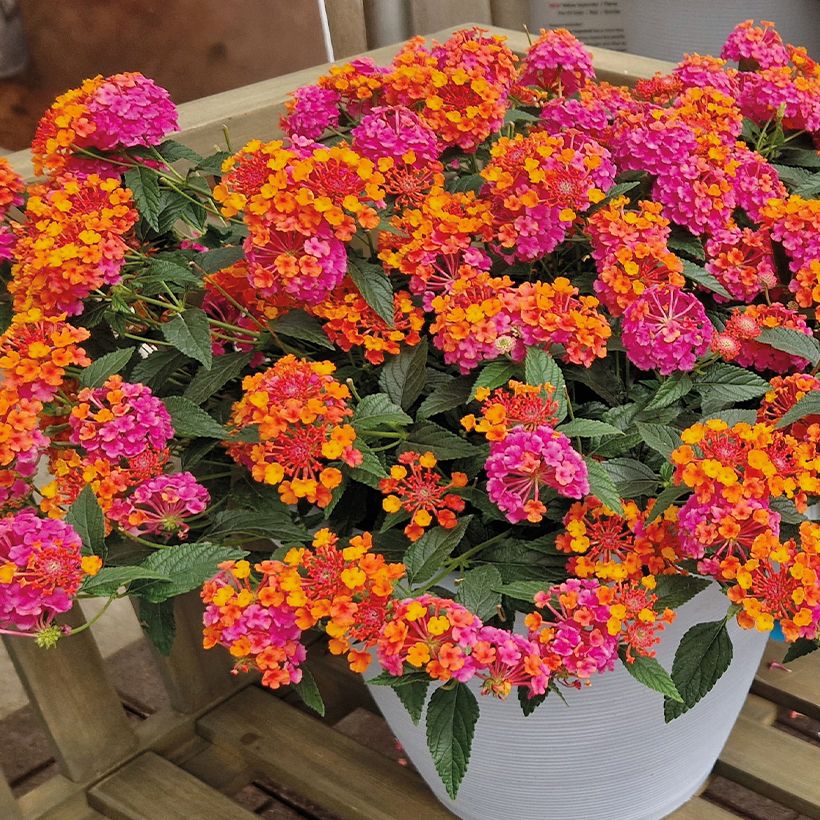Lantana PassionFruit (Port)