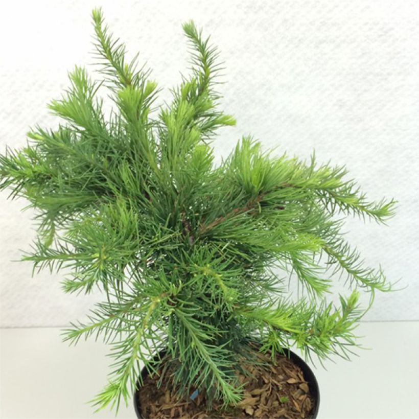 Larix decidua Little Bogle - Mélèze d'Europe nain                       (Port)